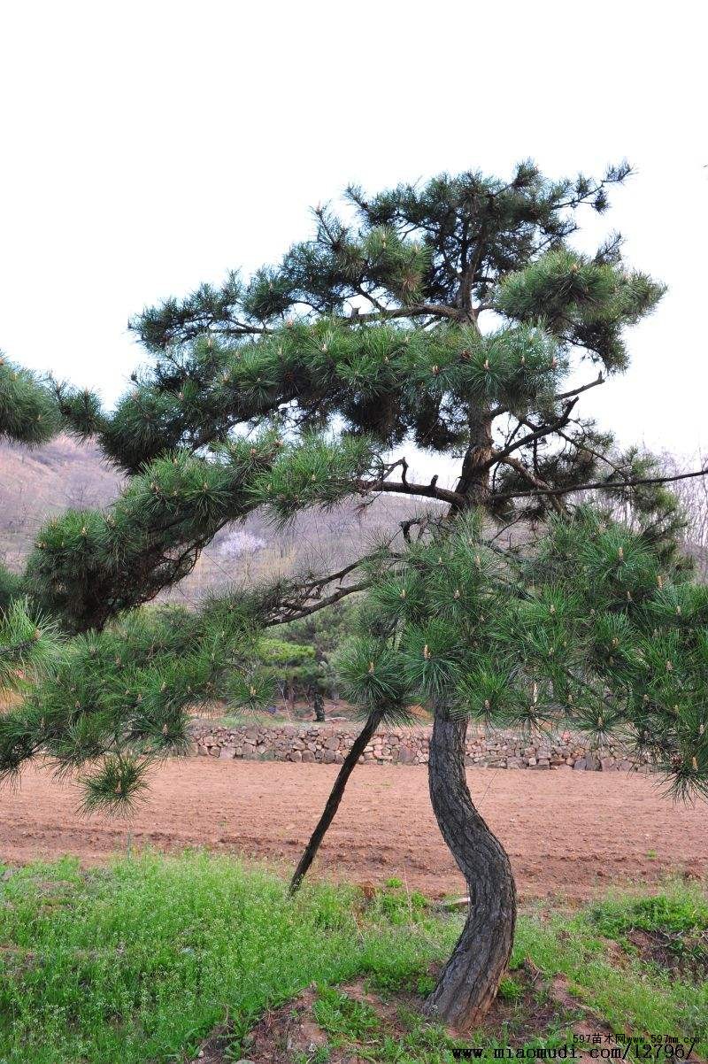 油松根雕應當怎么進行保養？